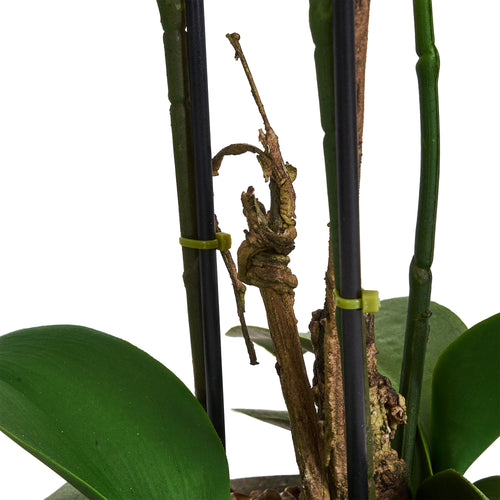 Artificial Orchid White H42 cm - Lifelike with Concrete Pot Ø25 cm