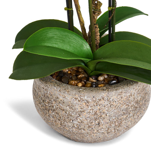Artificial Orchid White H42 cm - Lifelike with Concrete Pot Ø25 cm