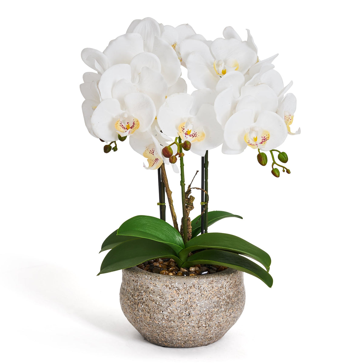 Artificial Orchid White H42 cm - Lifelike with Concrete Pot Ø25 cm