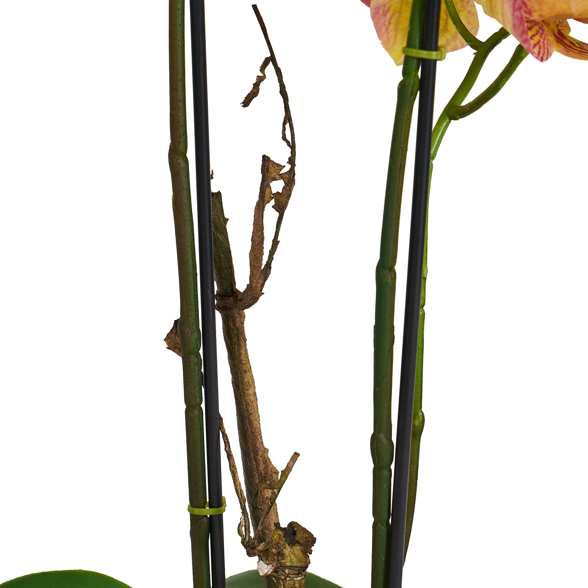 Kunstig Orkidé Gul/Rød H42 cm - Naturtro med Betonpotte Ø25 cm