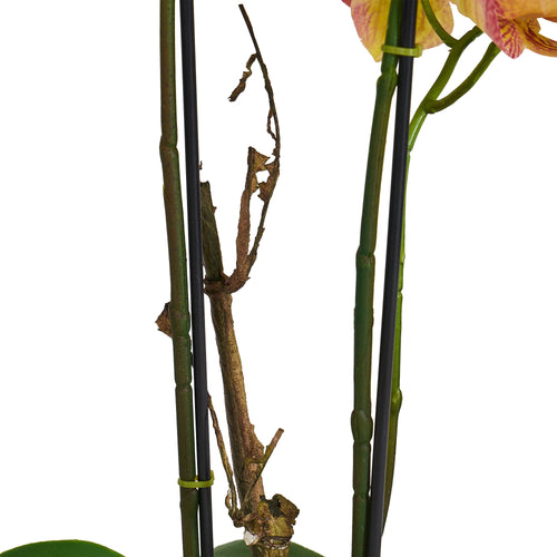 Artificial Orchid Yellow/Red H42 cm - Lifelike with Concrete Pot Ø25 cm