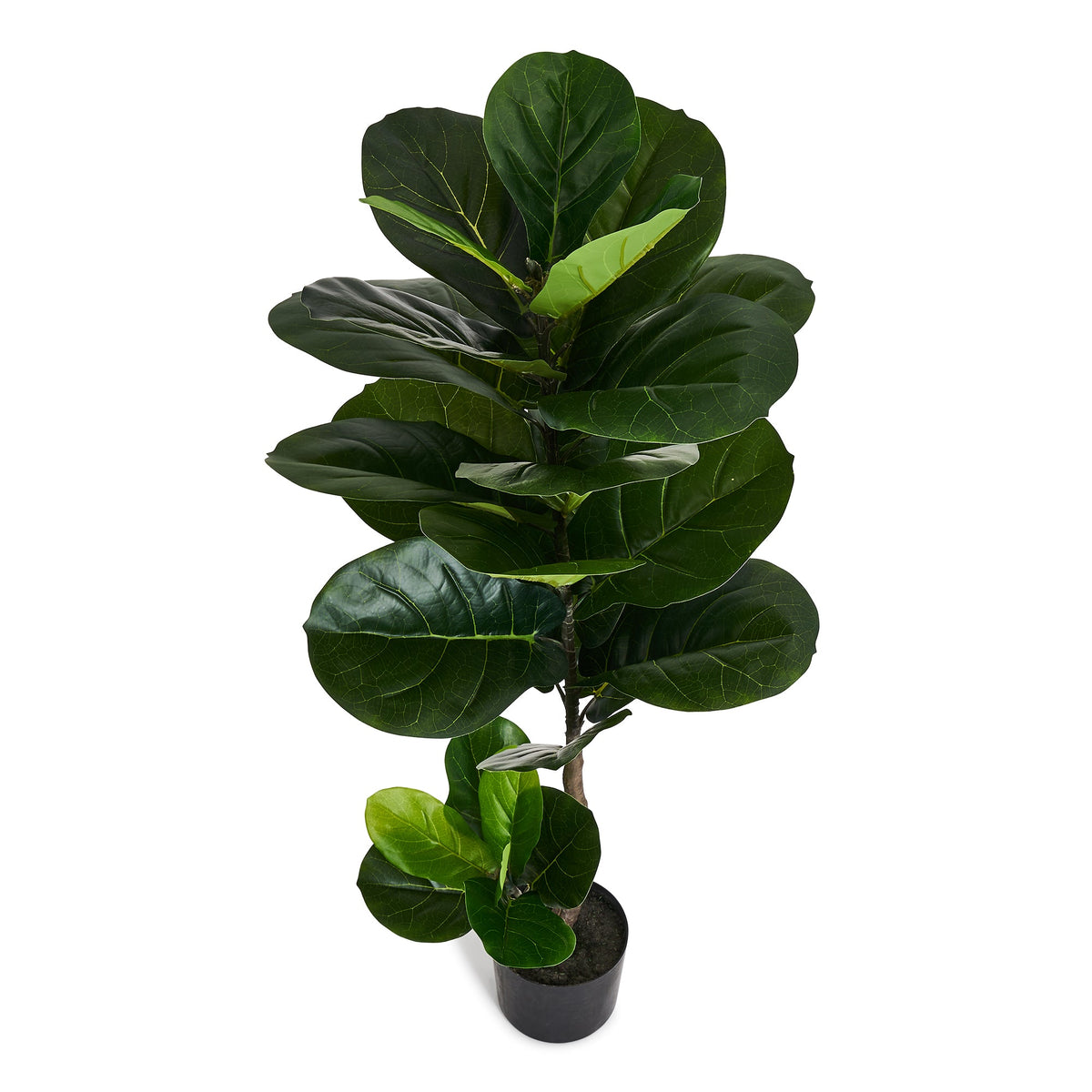 Fiddle Leaf Tree - Artificial, H:90 cm