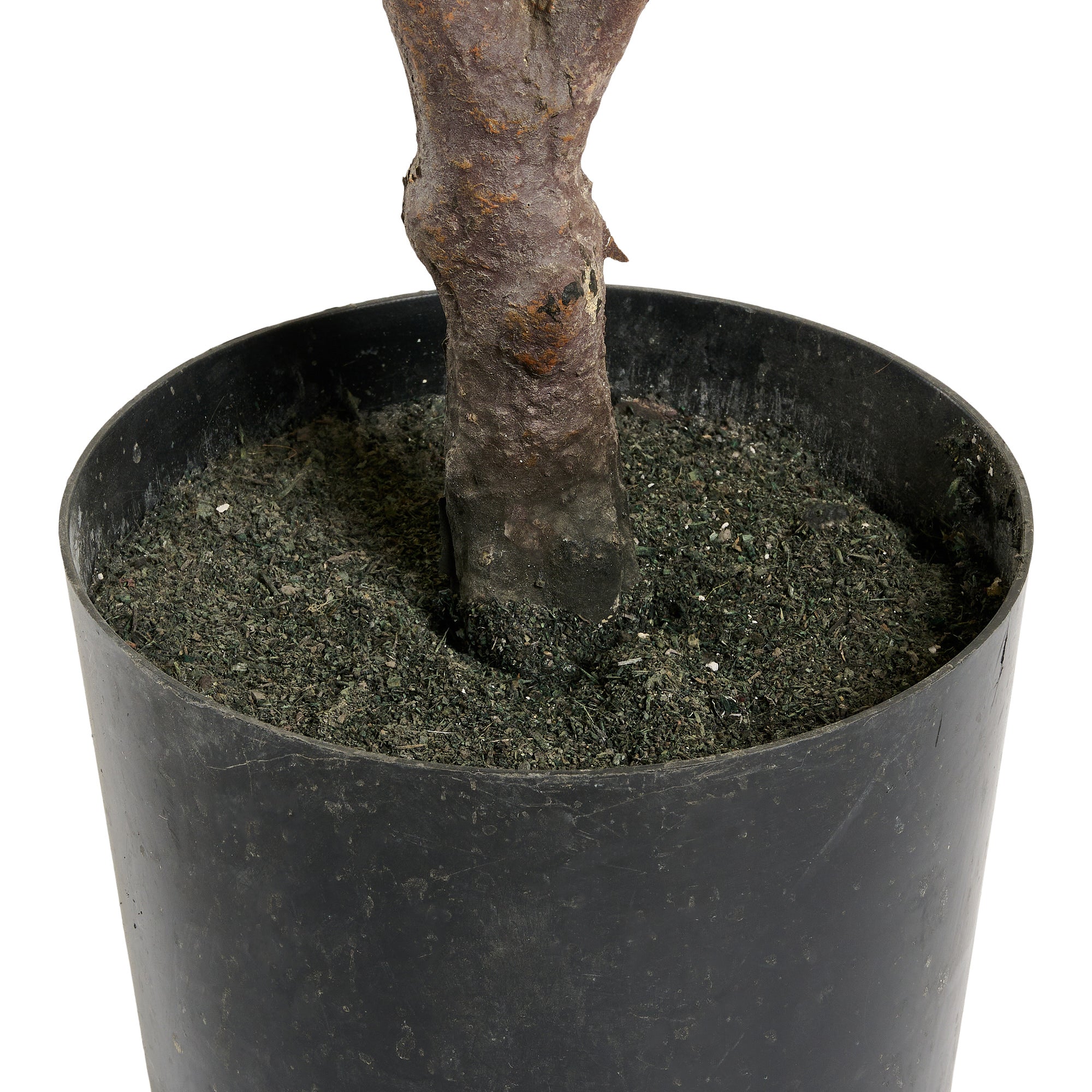Kroton plante - Kunstig, H:75 cm