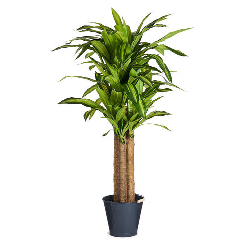 Happy plante - Kunstig, H:150 cm - Bolig og Haven