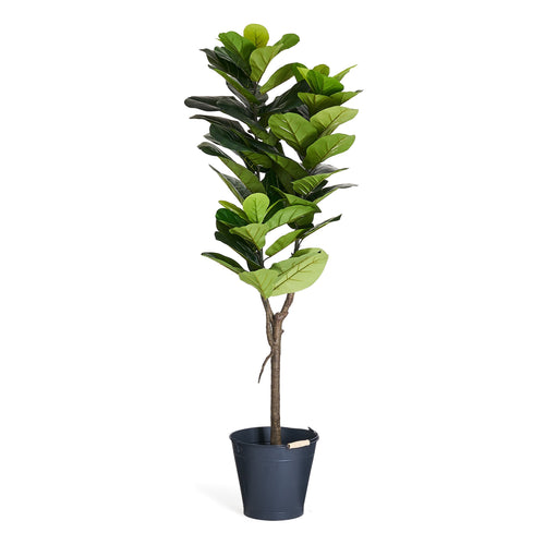 Fiddle Leaf Tree - Artificial, H:152 cm