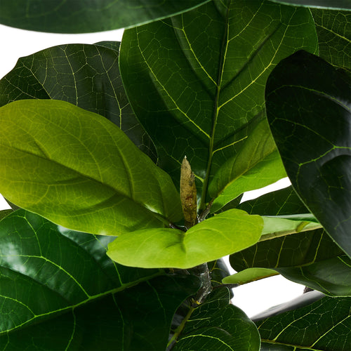 Fiddle Leaf Tree - Artificial, H:152 cm