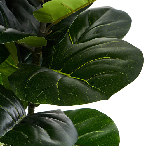 Fiddle Leaf Tree - Artificial, H:152 cm