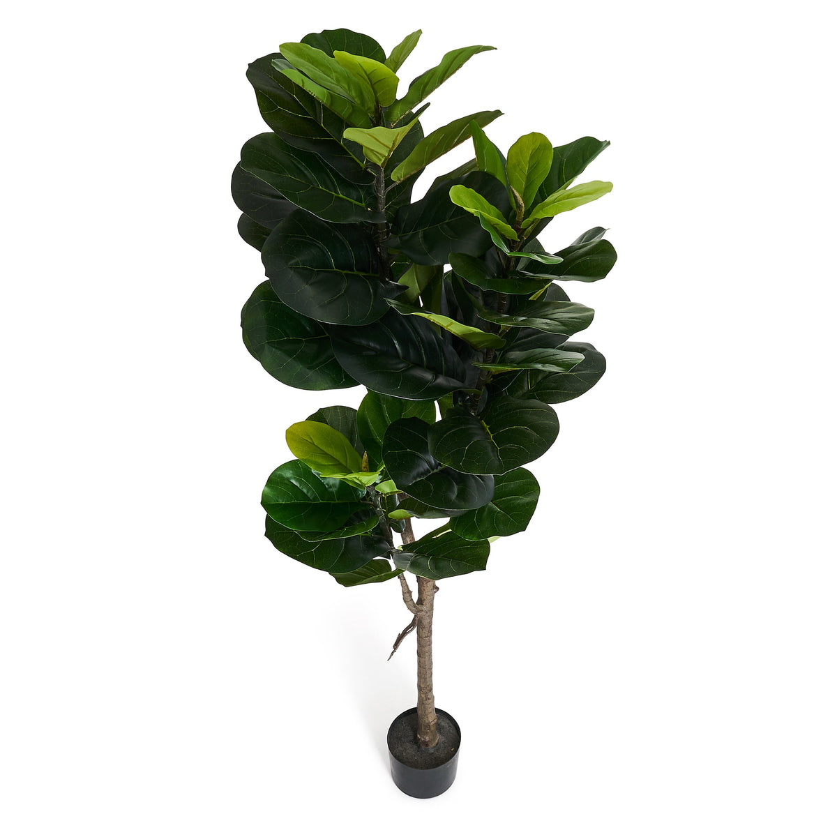 Fiddle Leaf Tree - Artificial, H:152 cm