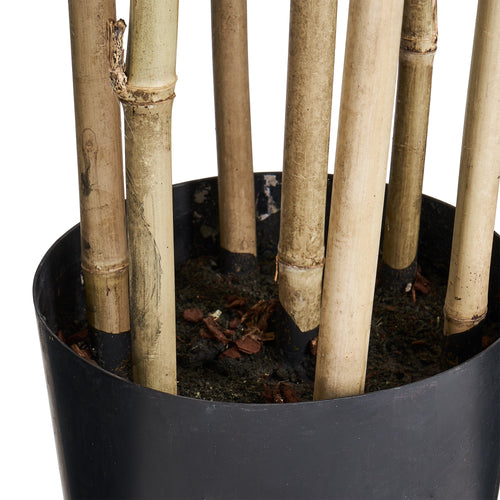 Bamboo Plant - Artificial, H:190 cm