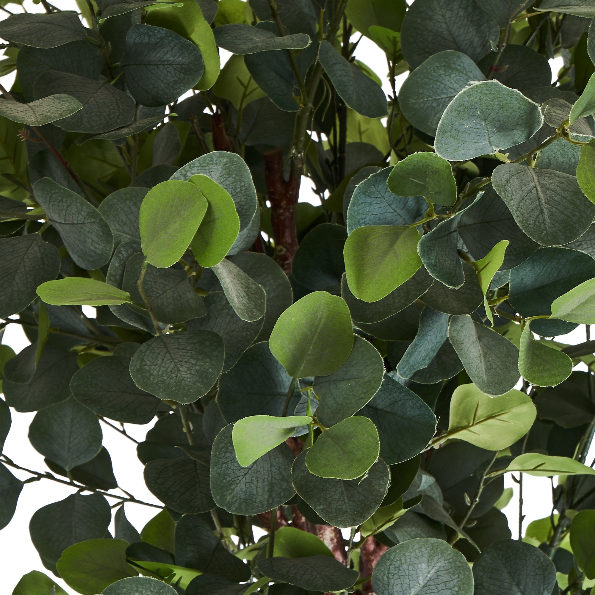 Eucalyptustræ - Kunstig, H:220 cm
