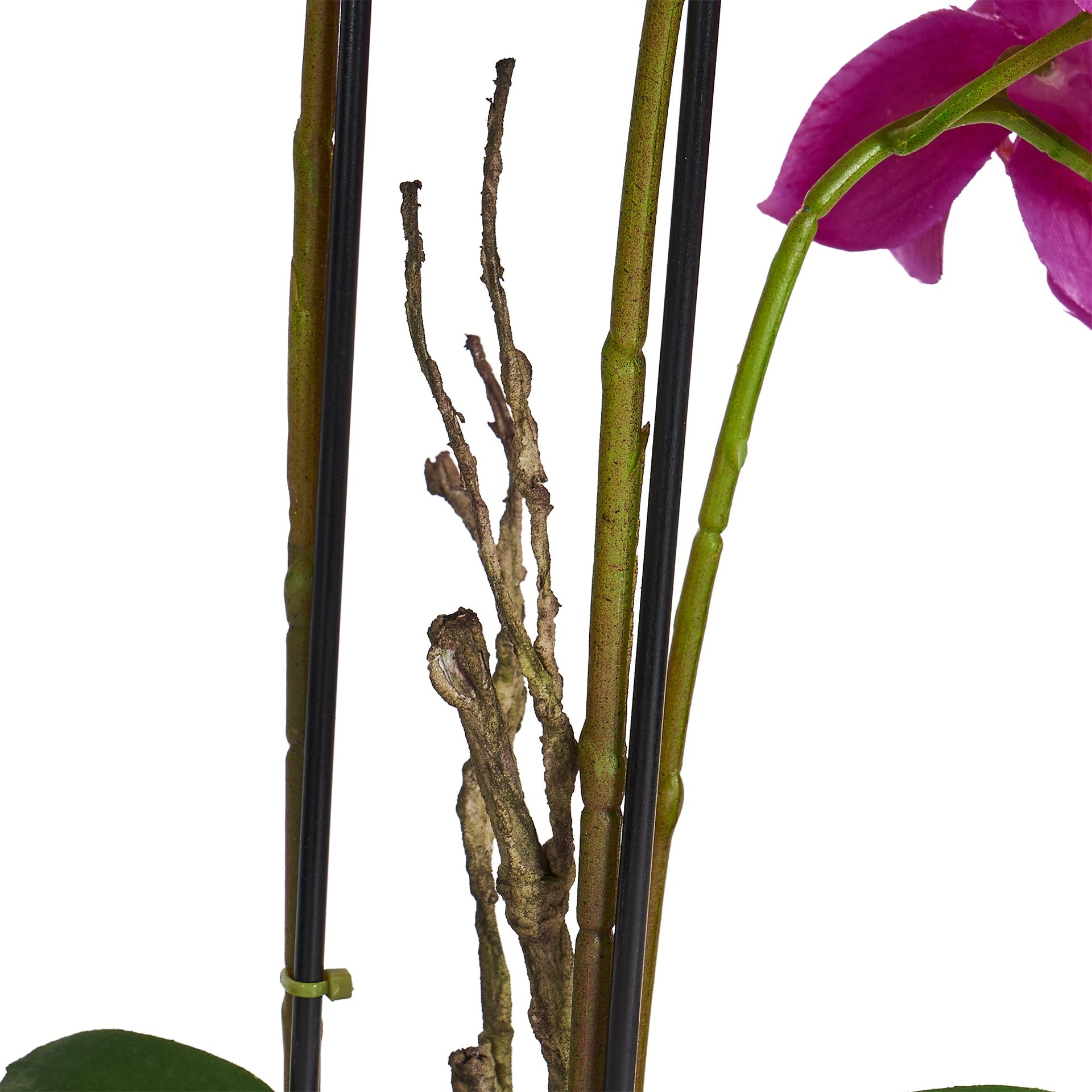 Artificial Orchid Dark Purple H42 cm - Lifelike with Concrete Pot Ø25 cm